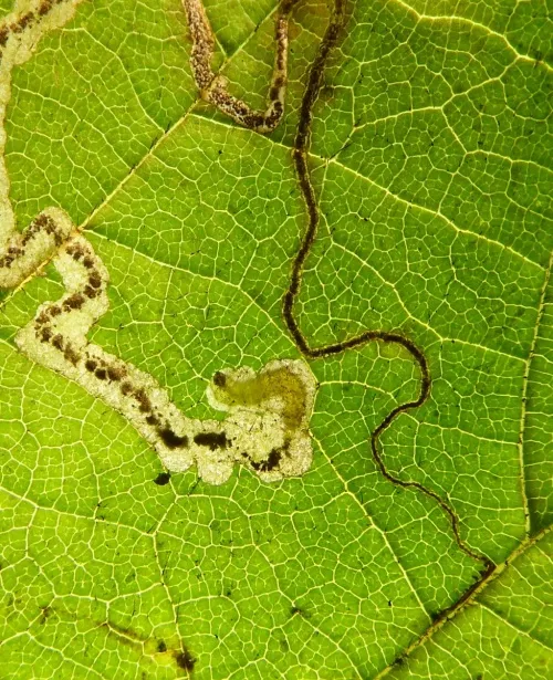 Stigmella floslactella - photo 2