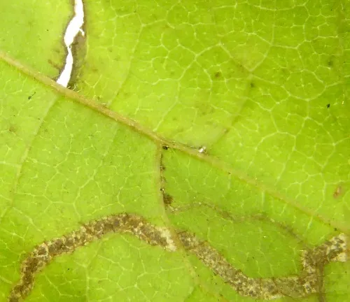 Stigmella floslactella - photo 3