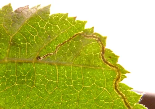 Stigmella floslactella - photo 4