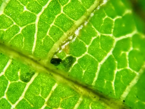 Stigmella floslactella - photo 5