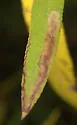 Stigmella fuscotibiella - Hodges#0082
