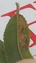 Stigmella fuscotibiella - Hodges#0082 - photo 2