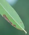Stigmella fuscotibiella - Hodges#0082 - photo 3
