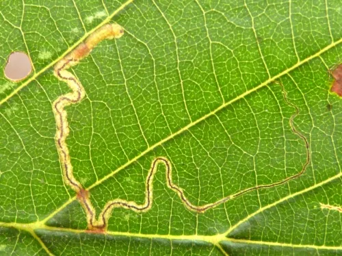 Stigmella glutinosae - photo 2