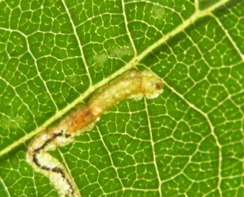 Stigmella glutinosae - photo 3