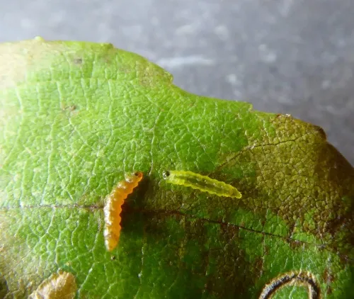 Stigmella glutinosae - photo 4