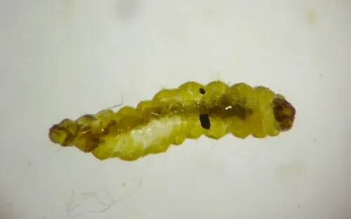 Stigmella glutinosae - photo 5