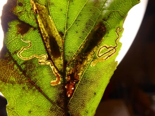 Stigmella glutinosae - photo 6