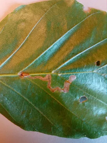Stigmella hemargyrella - photo 4
