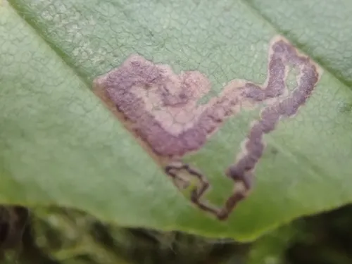 Stigmella hemargyrella - photo 5