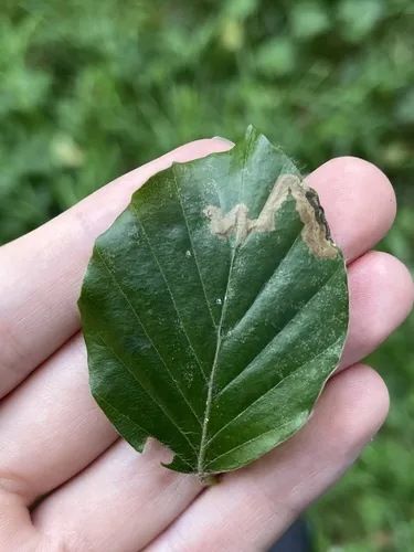 Stigmella hemargyrella - photo 6