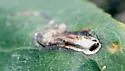 Stigmella heteromelis - Hodges#0076.2 - photo 2