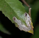 Stigmella heteromelis - Hodges#0076.2 - photo 3