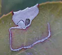 Stigmella heteromelis - Hodges#0076.2 - photo 4
