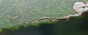 Stigmella heteromelis - Hodges#0076.2 - photo 5