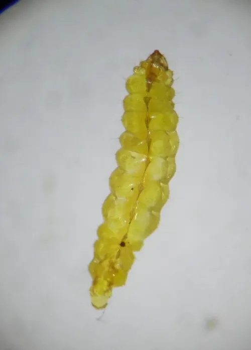 Stigmella incognitella - photo 2