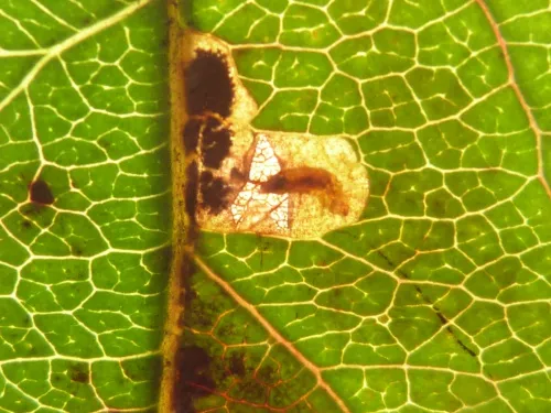 Stigmella incognitella - photo 3