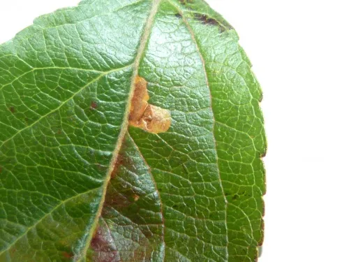 Stigmella incognitella - photo 4
