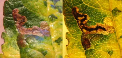 Stigmella incognitella - photo 5