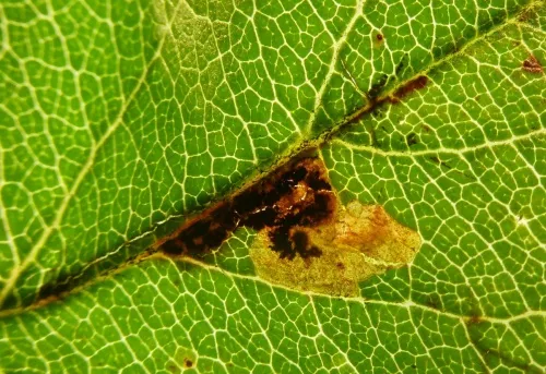Stigmella incognitella - photo 6
