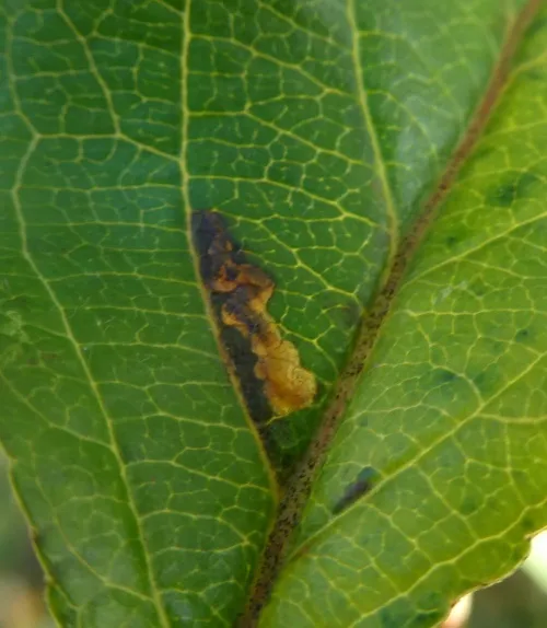 Stigmella incognitella - photo 7
