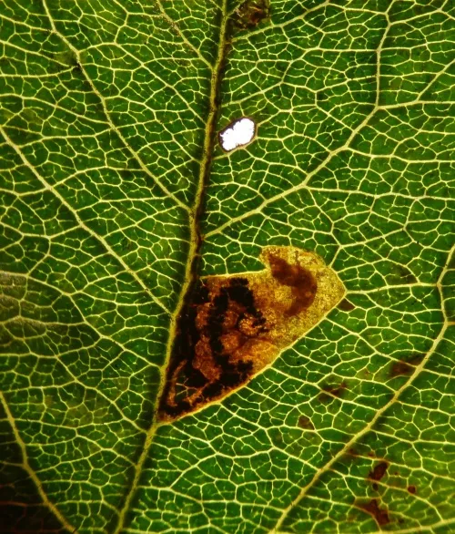 Stigmella incognitella - photo 8
