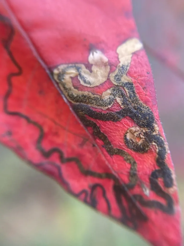 Stigmella intermedia - Hodges#0072 - photo 2