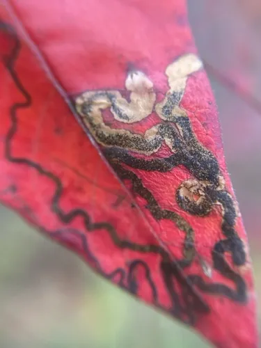 Stigmella intermedia - Hodges#0072 - photo 4