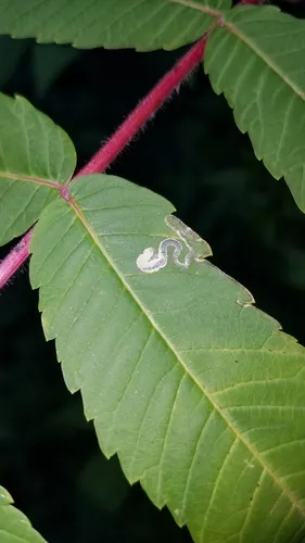 Stigmella intermedia - Hodges#0072 - photo 5