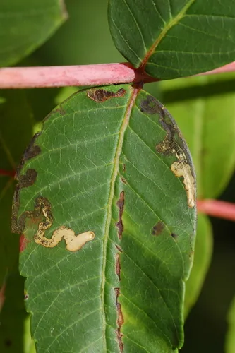 Stigmella intermedia - Hodges#0072 - photo 6