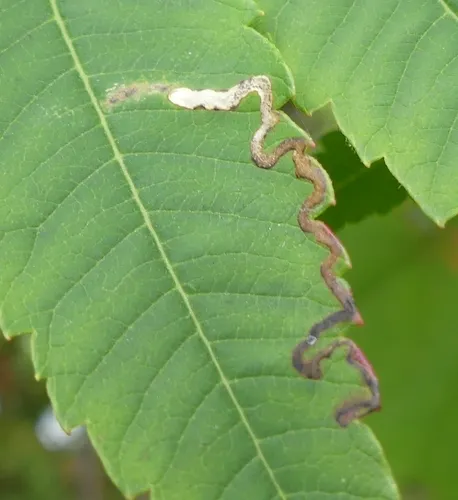 Stigmella intermedia - Hodges#0072 - photo 7