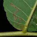 Stigmella juglandifoliella - Hodges#0095