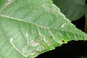 Stigmella juglandifoliella - Hodges#0095 - photo 2
