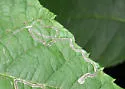 Stigmella juglandifoliella - Hodges#0095 - photo 3