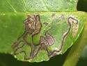 Stigmella juglandifoliella - Hodges#0095 - photo 4