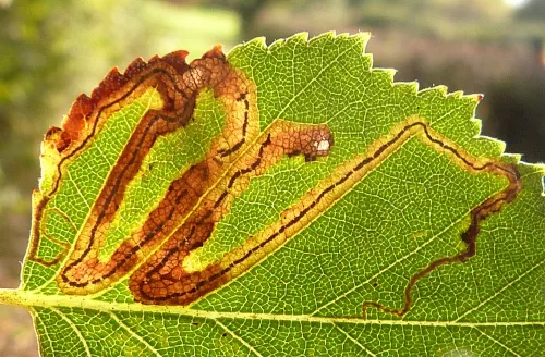 Stigmella lapponica - photo 2