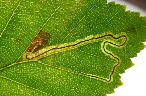 Stigmella lapponica - photo 3