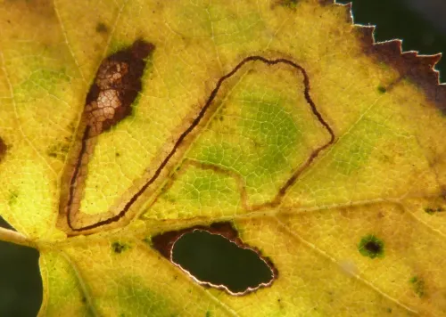 Stigmella lapponica - photo 4
