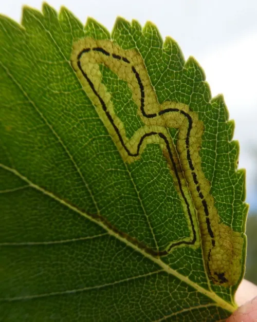 Stigmella lapponica - photo 5