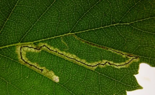 Stigmella lapponica - photo 6