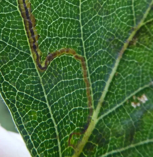 Stigmella lapponica - photo 7