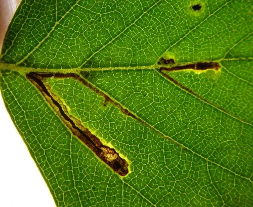 Stigmella lapponica - photo 8