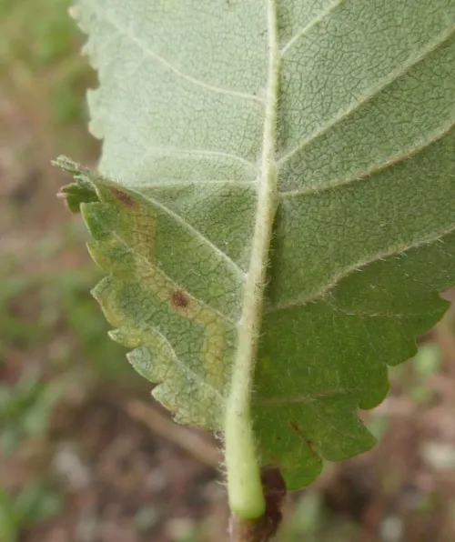 Stigmella lemniscella - photo 6