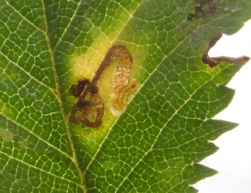 Stigmella lemniscella - photo 2