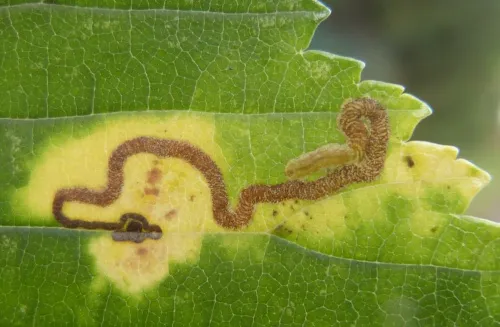 Stigmella lemniscella - photo 3