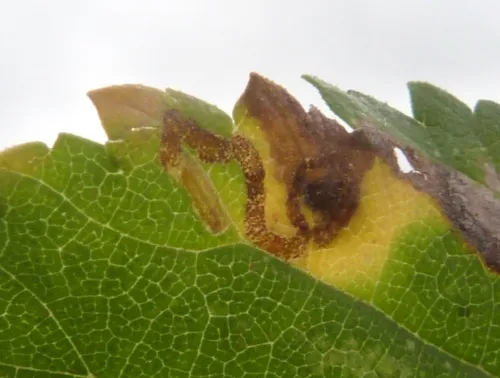 Stigmella lemniscella - photo 4