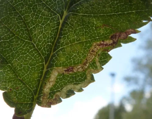 Stigmella lemniscella - photo 5