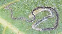 Stigmella longisacca - Hodges#0095.1 - photo 2