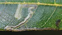 Stigmella longisacca - Hodges#0095.1 - photo 3