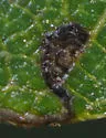 Stigmella longisacca - Hodges#0095.1 - photo 4